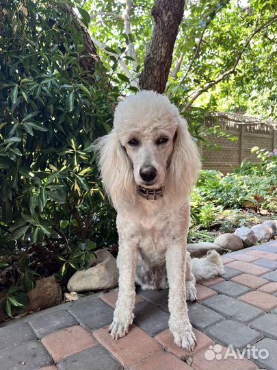 Вязка средного малого пуделя