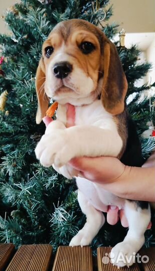 Девочка, бигль, продаю