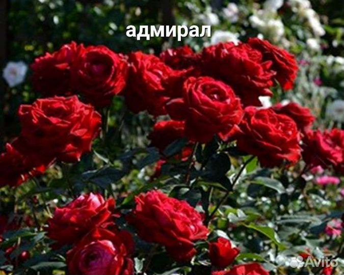Саженцы роз