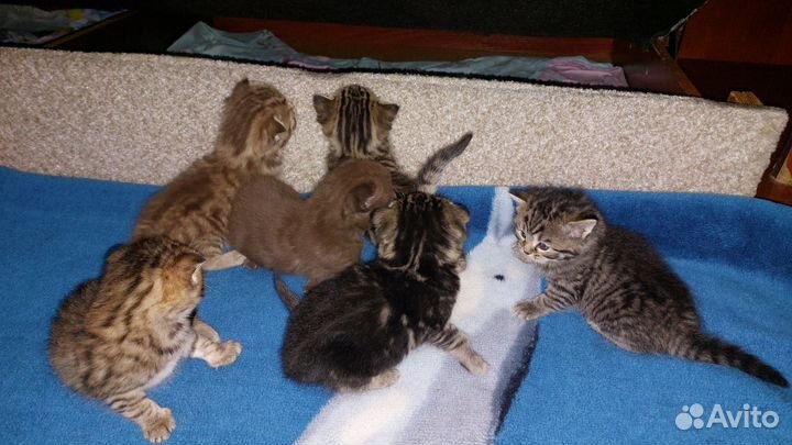 Шотландские вислоухие котята