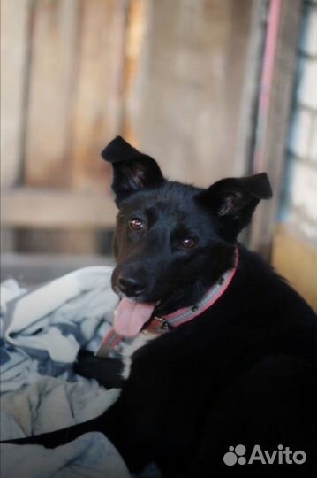 Собачка в дар