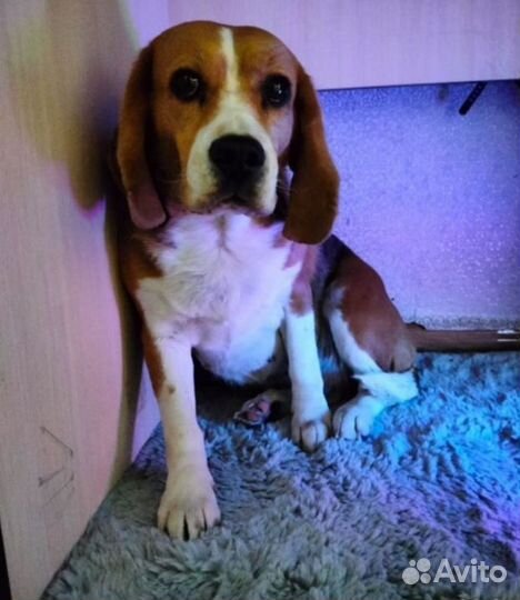 Передержка животных