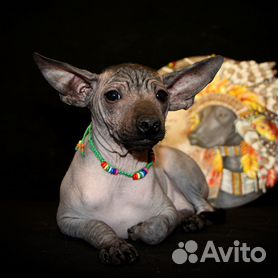 мексиканская лысая собака ксолоитцкуинтли питомник | Дзен