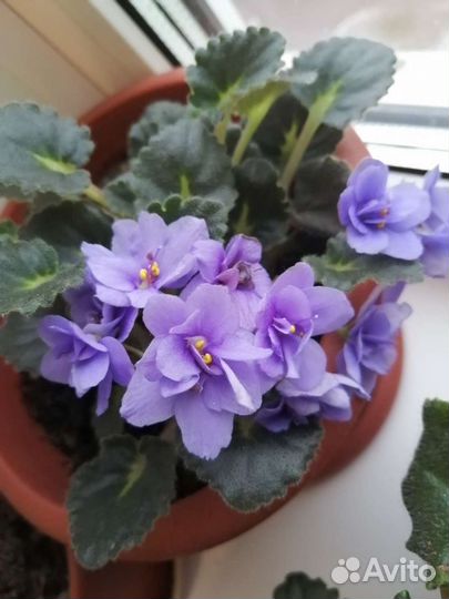 Цветущие фиалки