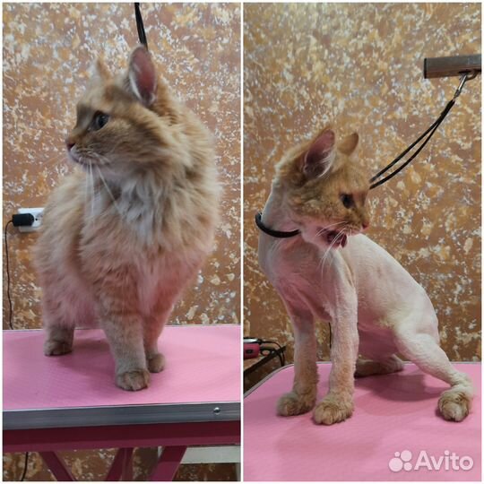 Стрижка собак и кошек