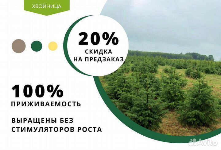 Ель обыкновенная 130 см