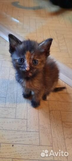 Отдам в добрые руки