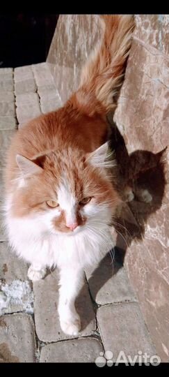 Малыш мультик - 4мес. в добрые руки