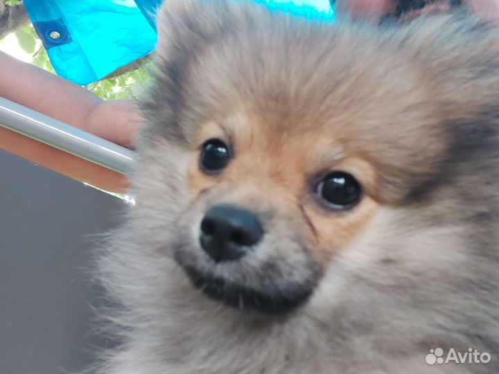 Померанский шпиц мини щенок