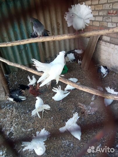 Павлины распродажа 400 р