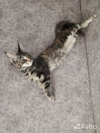 Кошечка майкун