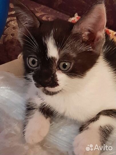 Кошка в дар бесплатно