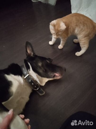 Рэй.Пёс,которому нужна семья