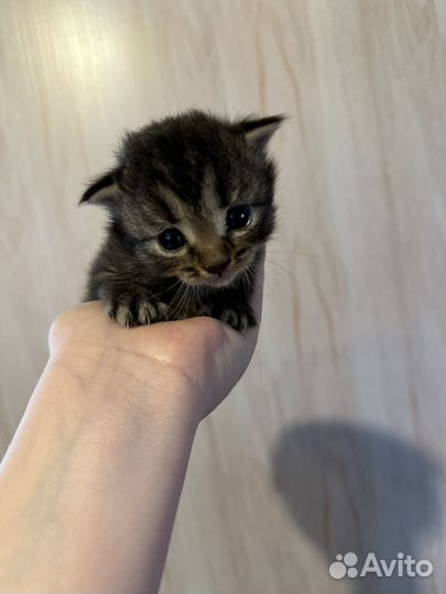 Котята