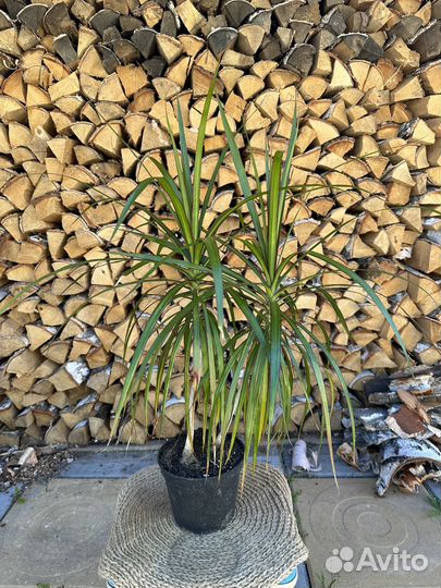 Драцена маргината