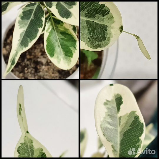 Фикусы сорт. (дополнение)