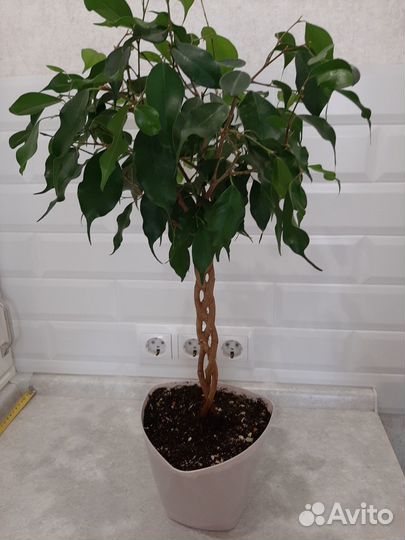 Фикус бенджамина плетеный