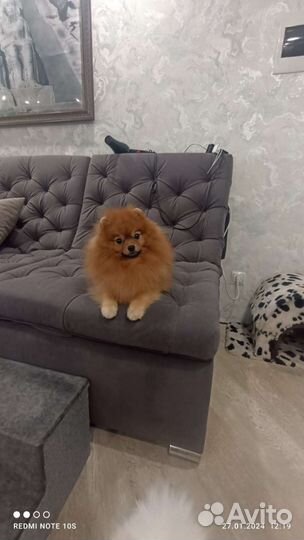 Померанский шпиц вязка