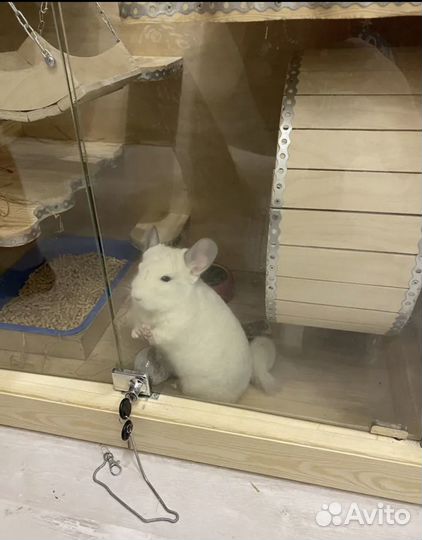 Продам шиншиллу