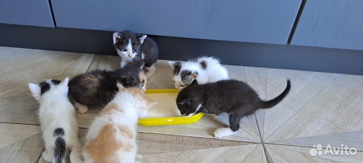 Котята бесплатно