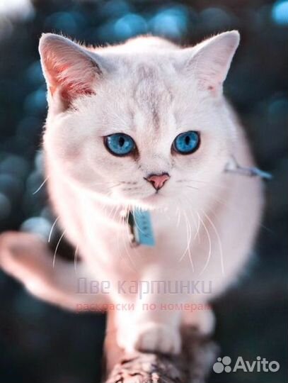 Картина по номерам 40x50 Белая кошечка с ошейником