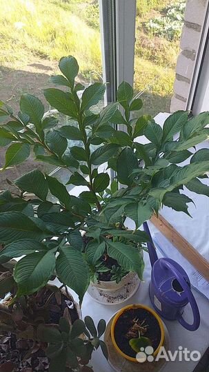 Аморфофаллус