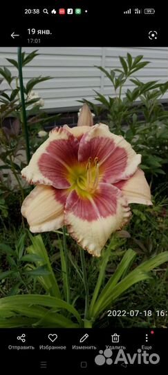 Лилейники крупные, красивые сортовые