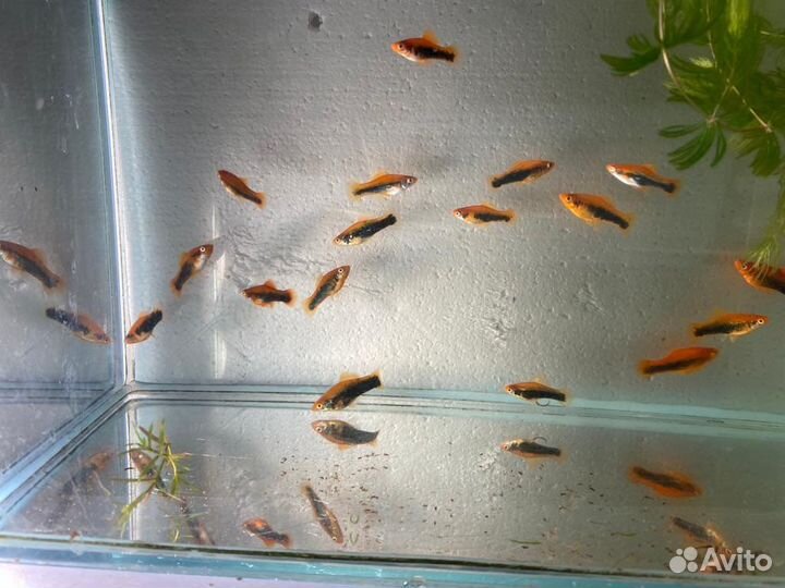 Меченосцы меченосец опт