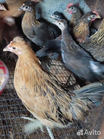 Куры молодки