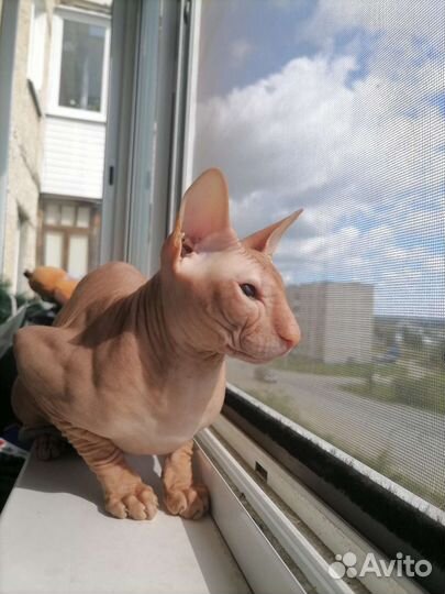 Котенок сфинкса