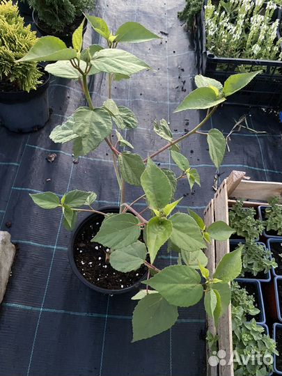 Гибискус травянистый