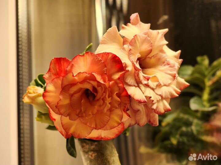 Адениум мини лето