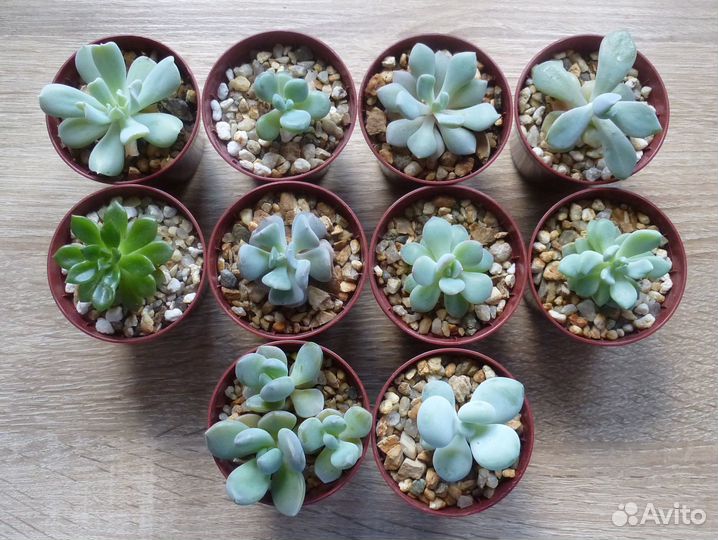 Хавортии, суккуленты