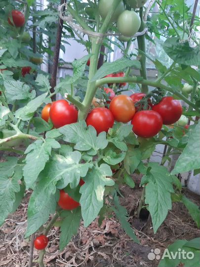 Помидоры и яблоки