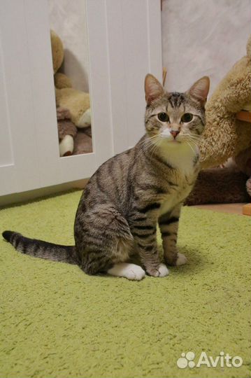 Молодой котик