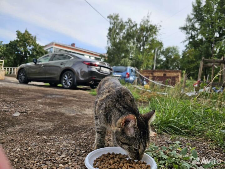 Кот в добрые руки