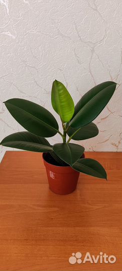 Фикус каучуконосный эластика