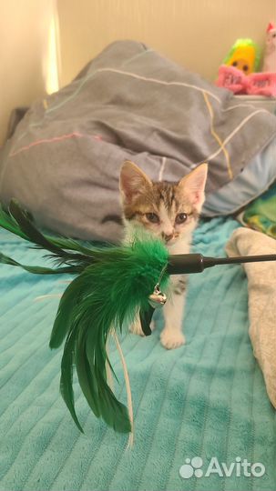 Котенок ищет дом, ждёт