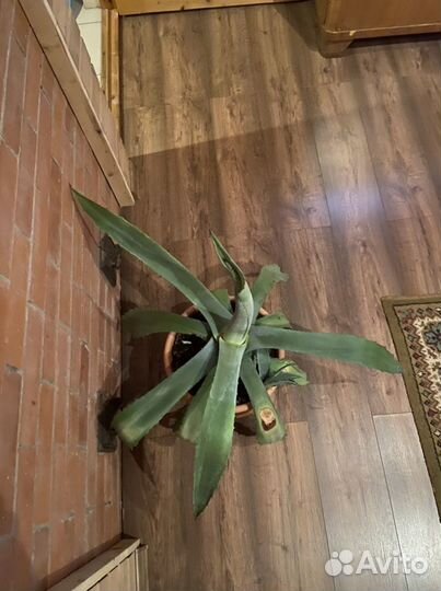 Американская Агава