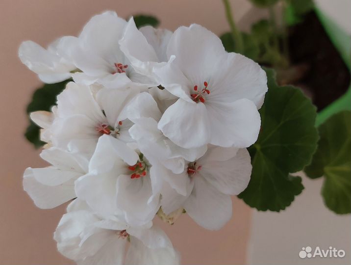 Пеларгония герань сортовая