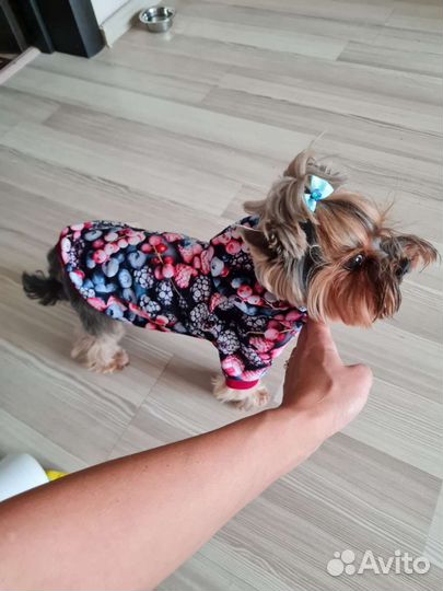 Одежда для собак