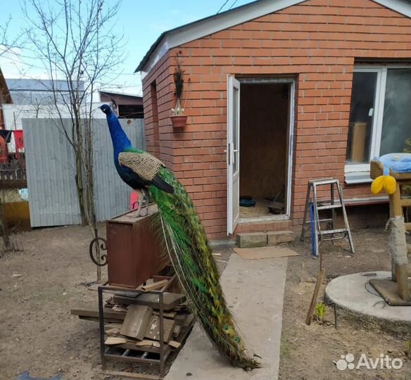 Продаю перо павлина