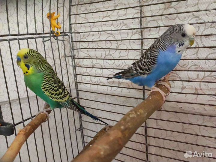 Волнистые попугаи с клеткой, пара