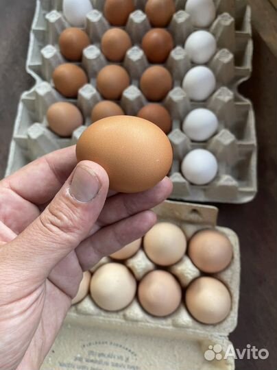 Домашние куриные яйца