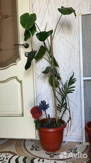 Комнатные цветы шефлера