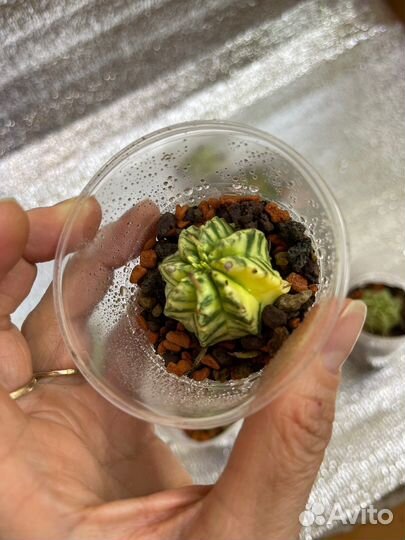 Euphorbia Meloformis Variegated
