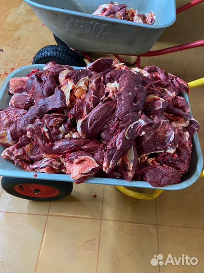 Мясо говядина для собак. Мясо без кости