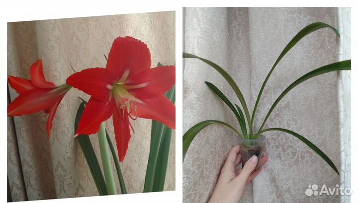 Гипеаструм красный