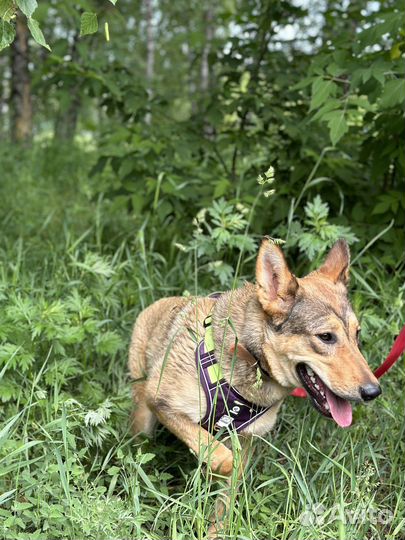 Красивая девочка в 