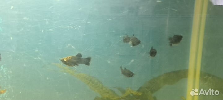 Аквариум с тумбой 120 литров